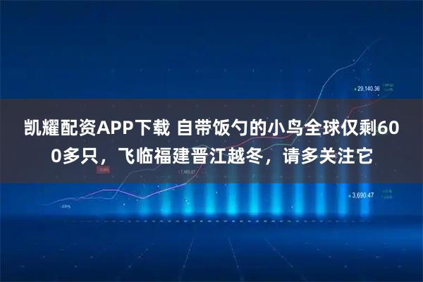 凯耀配资APP下载 自带饭勺的小鸟全球仅剩600多只，飞临福建晋江越冬，请多关注它
